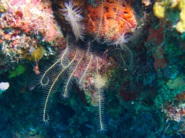 Crinoid MG 6367